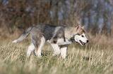 ALASKAN MALAMUTE 876